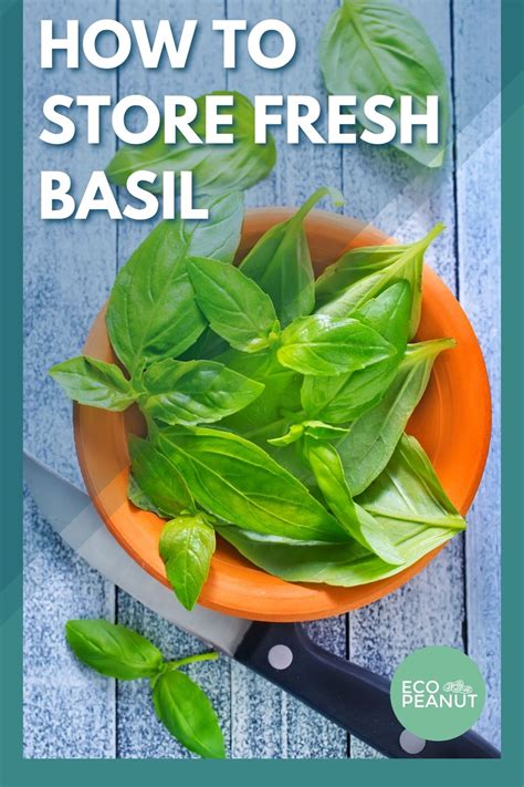 How To Store Fresh Basil