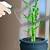 how to take care of a bamboo plant