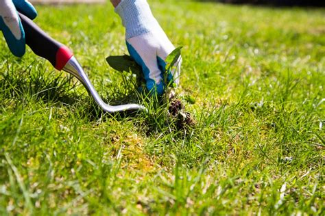 How to Control Lawn Weeds DIY