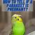 how to tell if a budgie is pregnant