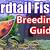 how to tell if a female swordtail is pregnant