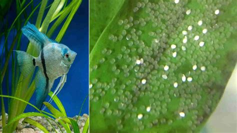How To Tell If Angelfish Eggs Are Fertilized? Fish Keeping Guide