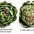 how to tell if artichoke is bad