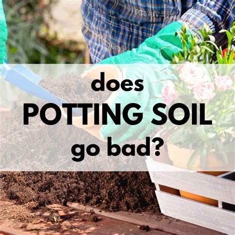 Does Potting Soil Go Bad? [3 Ways to Tell for Sure!] Outdoor Happens
