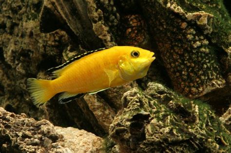 How to tell convict cichlid gender. convict cichild spawning and