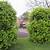 how to thicken up lilly pilly hedge