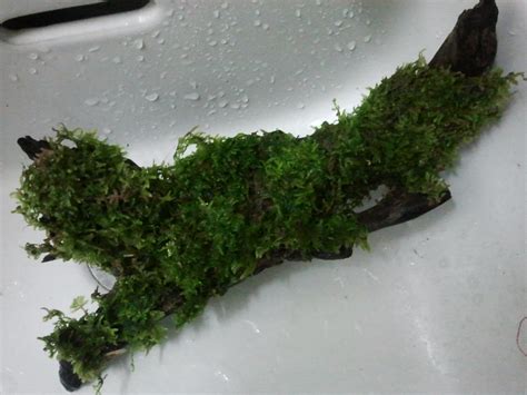 How to tie moss to driftwood...Java moss on driftwood YouTube