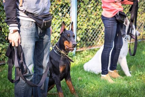 Doberman Pinscher Puppy Using Owner Like A Chew Toy ASK THE DOG GUY