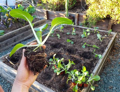 Transplanting Seedlings into the Garden Eising Garden Centre