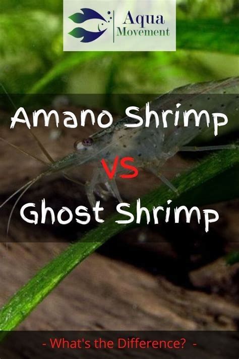 Amano Shrimp (10 pcs) — East Ocean Aquatic