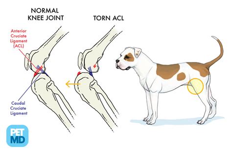 How To Treat A Dog With A Torn Acl