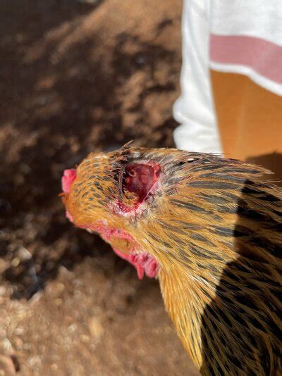 How To Treat An Open Wound On A Chicken