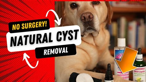 How To Treat Dog Cyst: A Complete Guide