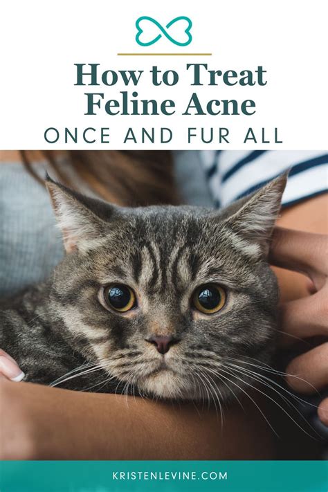 how to treat feline acne