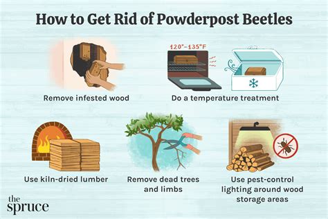 How To Treat For Powder Post Beetles: A Comprehensive Guide