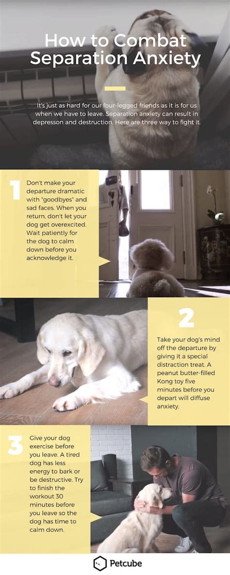 how to treat separation anxiety dog