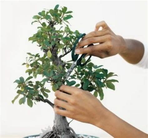 How to Prune and Dwarf Bonsai Trees Dengarden