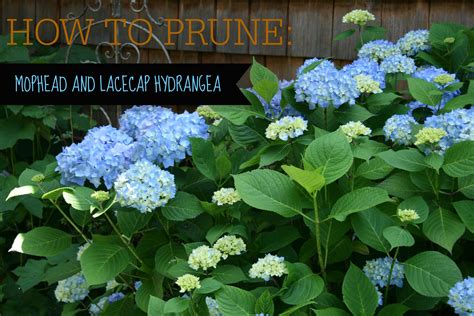 The Simple Guide to Pruning Hydrangea Gardening Hydrangea garden