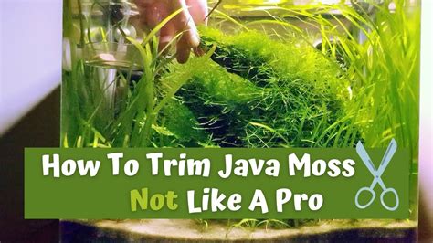 Trimming Java Moss YouTube