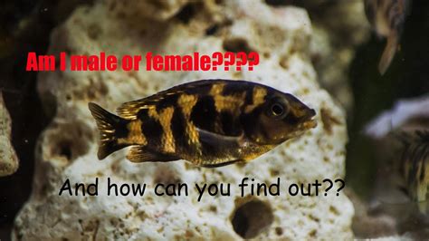 How to Vent your fish How to Sex a fish How to tell male or female
