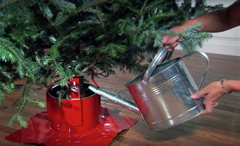 How to Water a Christmas Tree with Less Mess Christmas tree water
