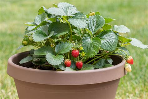 How to Grow Strawberries in a Pot Plant Instructions