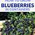 how to winterize a blueberry bush