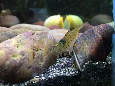 Amano shrimp cleaning the sand. Aquariums