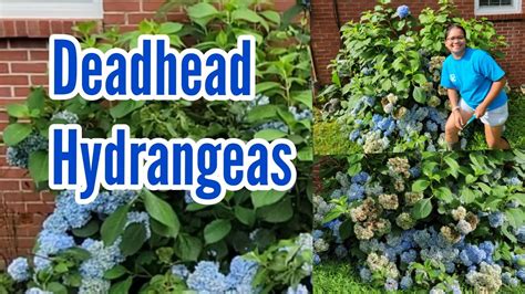 How And When To Deadhead Hydrangeas