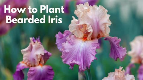 how and when to divide bearded iris