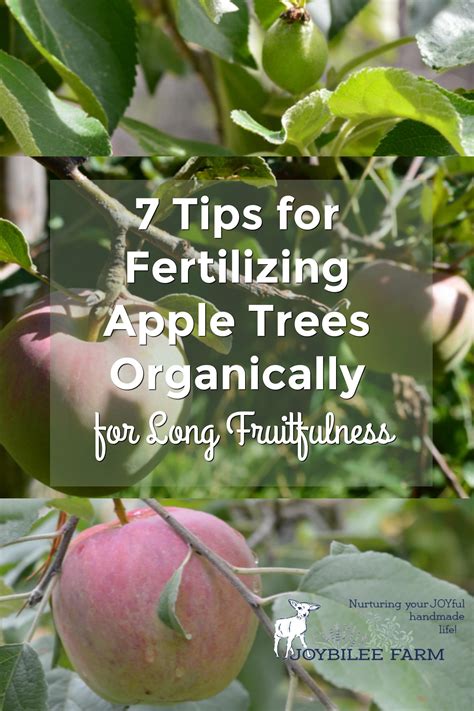 How And When To Fertilize Apple Trees