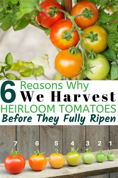 When To Harvest Heirloom Tomatoes Umbel Organics