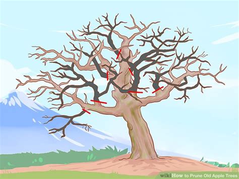 How And When To Prune An Old Apple Tree