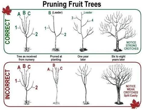 How And When To Prune Dwarf Fruit Trees