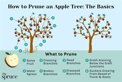 How And When To Prune My Apple Tree