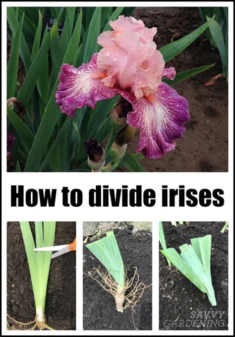 how and when to split irises