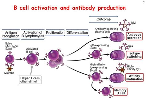 How are antibodies produced