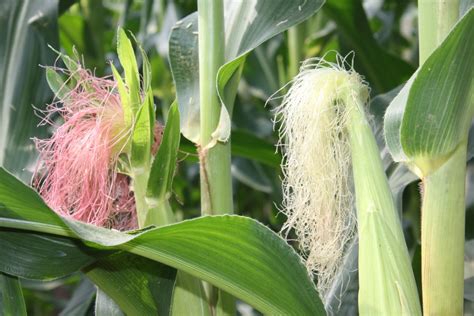 How Are Corn Plants Pollinated