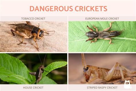 How Are Crickets Harmful