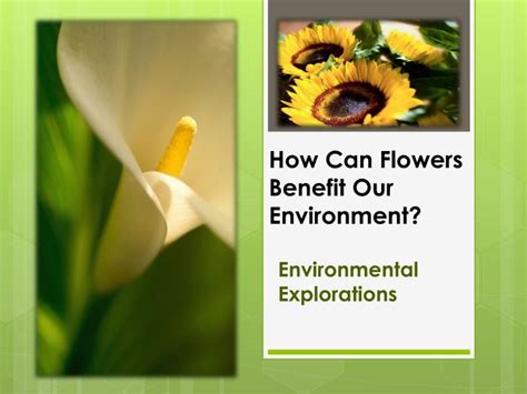 How Are Flowers Good For The Environment