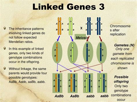 How Are Genes Linked Through Inheritance Patterns