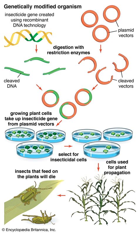 How Are Genes Modified? A Simple Guide To Crispr And Beyond