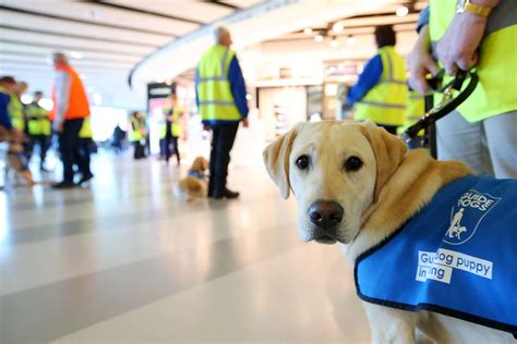 how are guide dogs trained uk