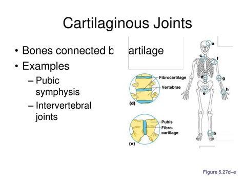 How Are Joints Connected