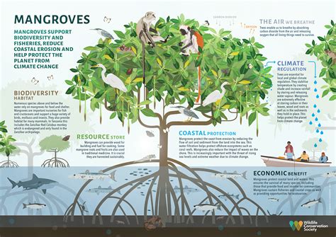 how are mangroves beneficial