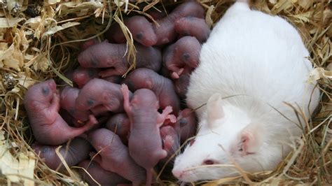 how are mice born