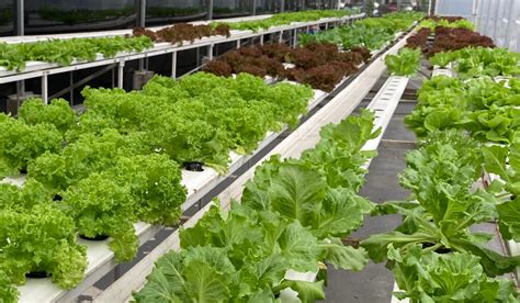 How Are Plants Grown Using Hydroponics