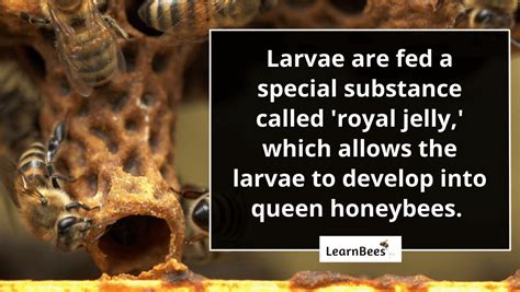 How Are Queen Bees Made