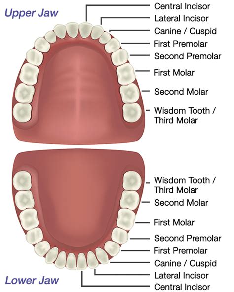 How Are Teeth Labeled For Dentists
