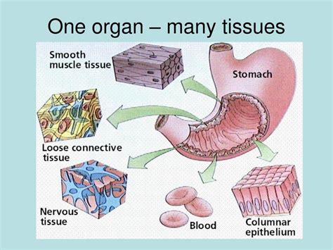 how are tissues and organs alike